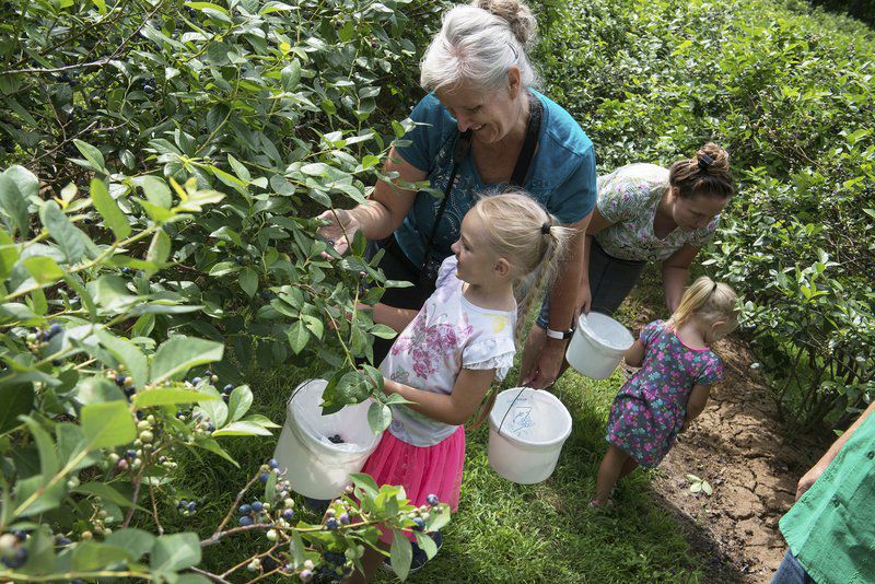 Blueberry farms to open for picking season